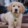 GoldenRetrieverGuy