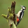 Woodpecker2