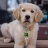 GoldenRetrieverGuy